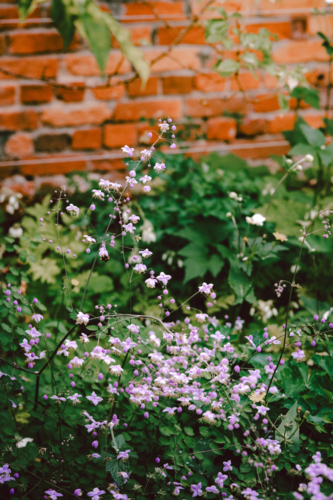 Bush clover blooming in front of rustic brick wall - Australian Stock Image