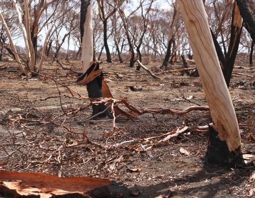 Bush landscape after bushfire - Australian Stock Image