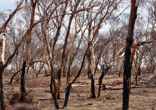 Bush landscape after bushfire - Australian Stock Image
