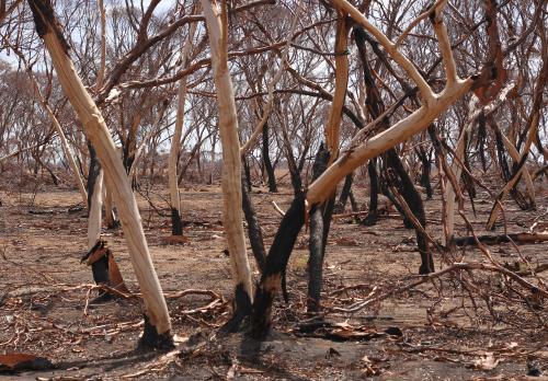 Bush landscape after bushfire - Australian Stock Image