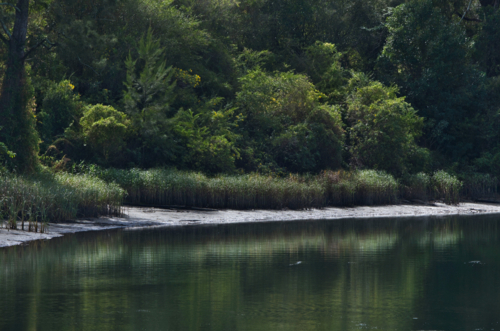 Bush on river bank reflecting in still water - Australian Stock Image