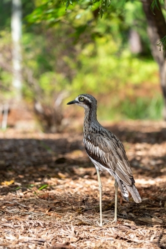 Bush Stone-curlew Burhinus grallarius Burhinidae - Australian Stock Image