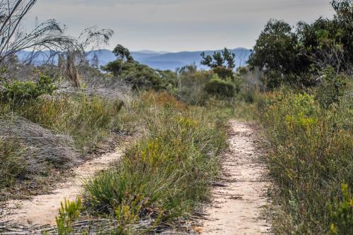 Bush Track - Australian Stock Image