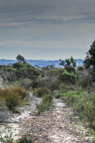 Bush Track - Australian Stock Image
