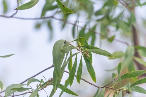 Bush Tucker, Milky Plums - Australian Stock Image