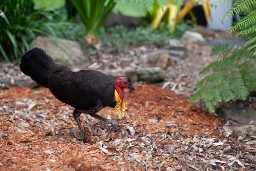 Bush Turkey in a garden - Australian Stock Image
