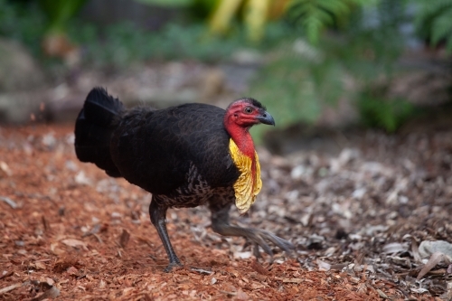 Bush Turkey in a garden - Australian Stock Image