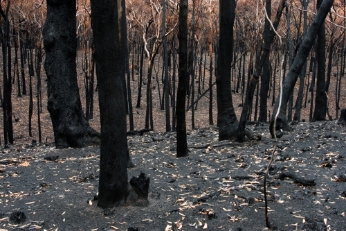 Bushfire aftermath - Australian Stock Image