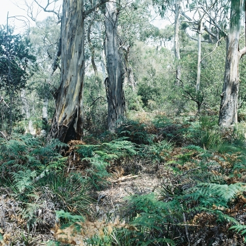 Bushland of ferns and gum trees