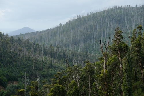 Bushland regrowth after a bushfire - Australian Stock Image