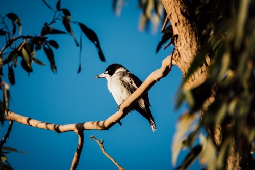 Butcher Bird perched in a tree at sunset