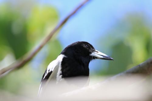 Butcherbird on a branch in a tree - Australian Stock Image
