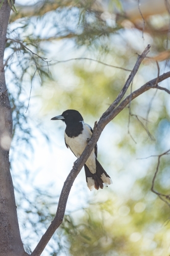 Butcherbird perched on tree branch - Australian Stock Image