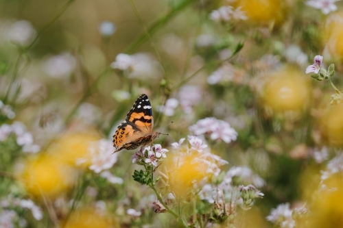 Butterfly - Australian Stock Image