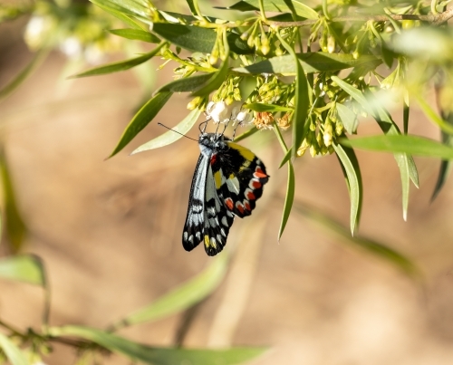 butterfly feeding on small flower - Australian Stock Image