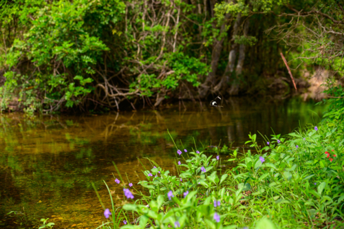 Butterfly flying over calm stream with purple and red wildflowers along grassy riverbank - Australian Stock Image