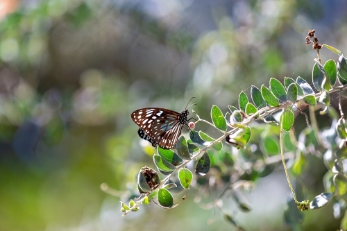 Butterfly on wattle with bokeh