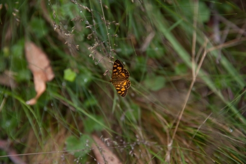 Butterfly resting on a damp stalk of grass - Australian Stock Image