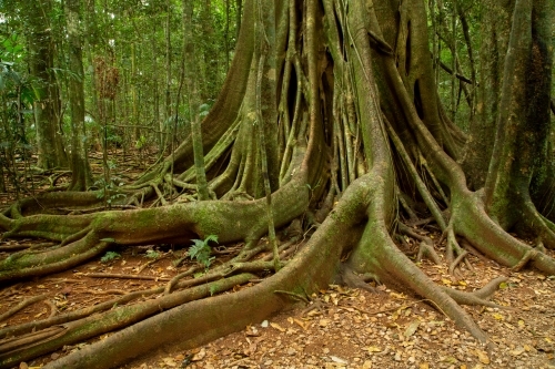 Buttress roots in subtropical rainforest. - Australian Stock Image