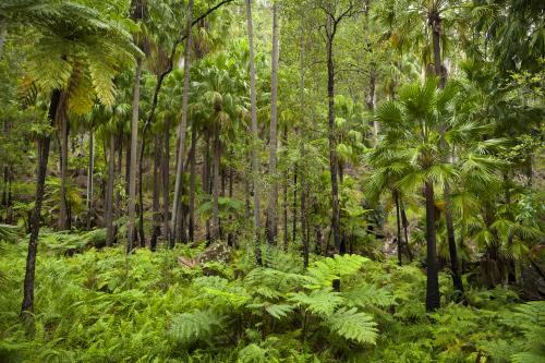 Cabbage Tree Palms and ferns - Australian Stock Image