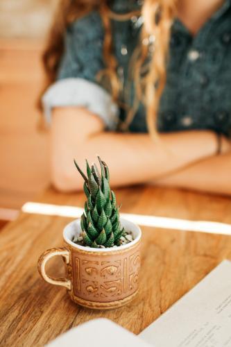 Cacti Coffee Cup Decor - Australian Stock Image