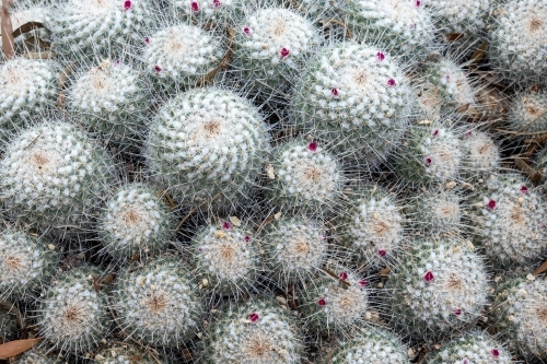 cacti plants in a group