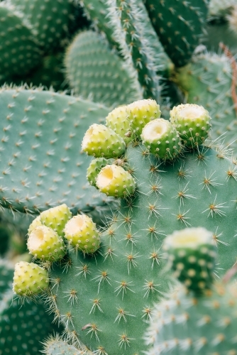 Cactus closeup - Australian Stock Image