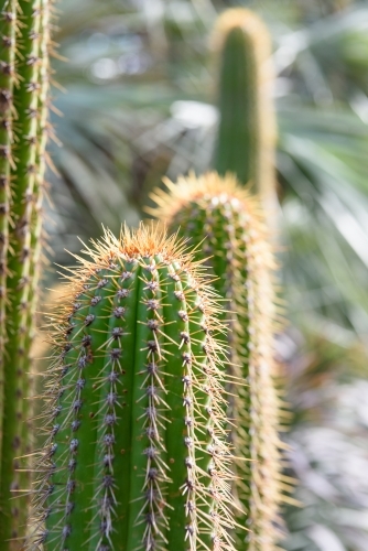 Cactus closeup - Australian Stock Image