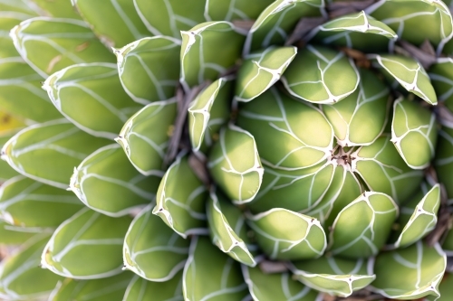 Cactus off centre placement - Australian Stock Image
