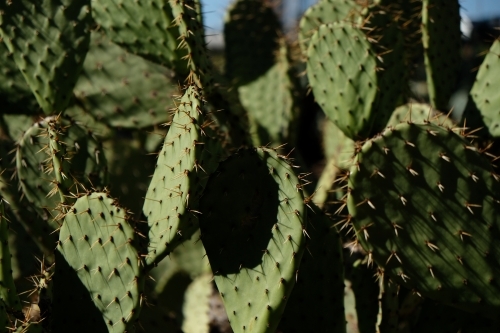 Cactus plant close up. - Australian Stock Image