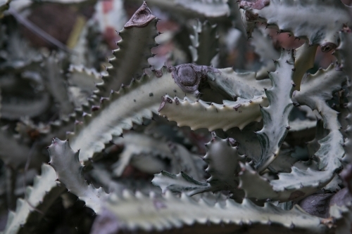 Cactus Queens Garden Townsville - Australian Stock Image