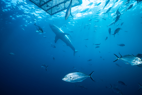 Cage diving with a Great White Shark at the Neptune Islands in South Australia - Australian Stock Image