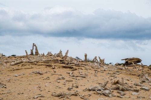 Calcified Forest, King Island