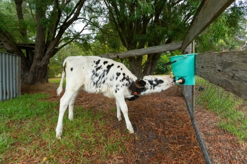calf drinking milk from feeder suspended on gate - Australian Stock Image