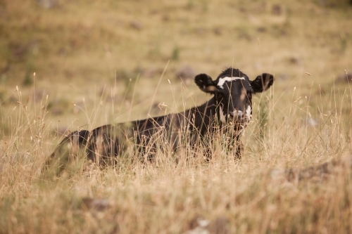 Calf hiding in the grass - Australian Stock Image