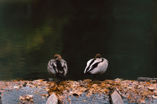 Calm autumn scene with ducks resting on leafy log - Australian Stock Image