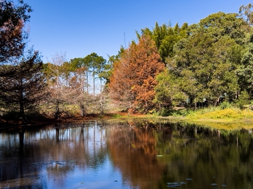 Calm lake surrounded by tall trees with different colours of leaves - Australian Stock Image