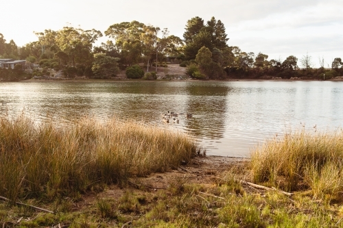 Calm lake with ducks swimming on the water and tall grass and reeds on waterside. - Australian Stock Image
