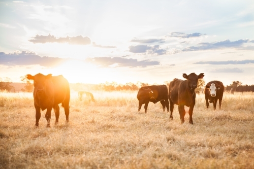 Calves on farm grazing on dry paddock at sunset - Australian Stock Image