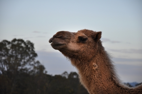 Camel - Australian Stock Image