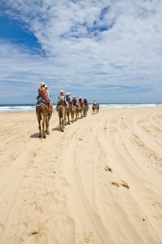 Camel caravan on the beach - Australian Stock Image