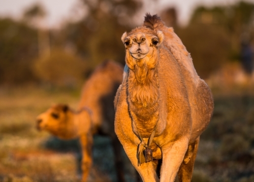 Camel facing camera - Australian Stock Image
