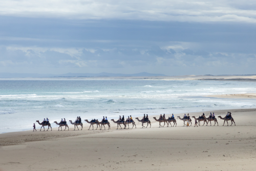 Camel riding on the beach at Port Stephens against blue sky - Australian Stock Image