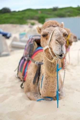 camel sitting resting on the sand - Australian Stock Image