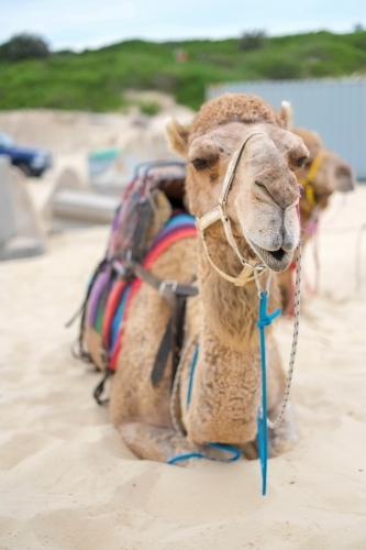 camel sitting resting on the sand