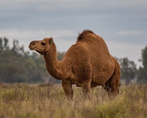 Camel with brown fur, standing in long grass in a paddock with trees in the background