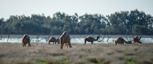 Camels grazing by a lake - Australian Stock Image