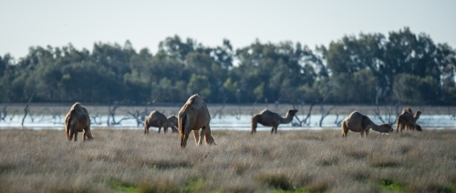 Camels grazing by a lake