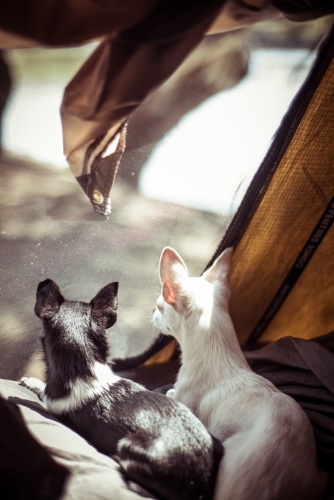 Camping life - Australian Stock Image