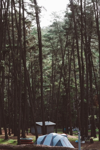 Campsite among tall trees - Australian Stock Image